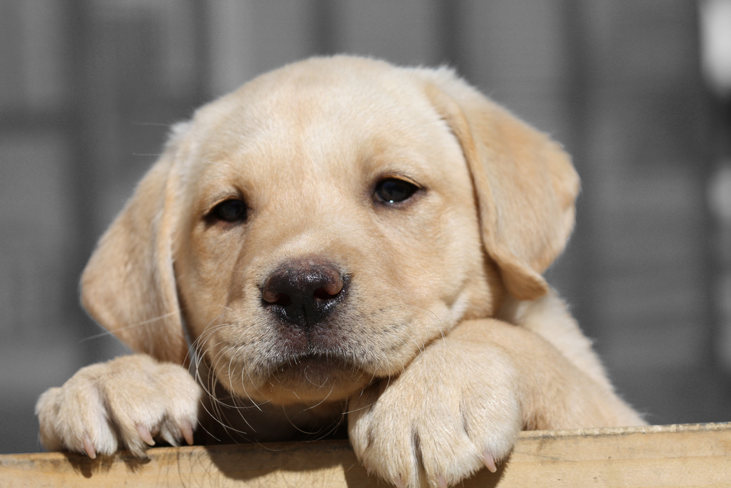 Lab Puppy "Nala"