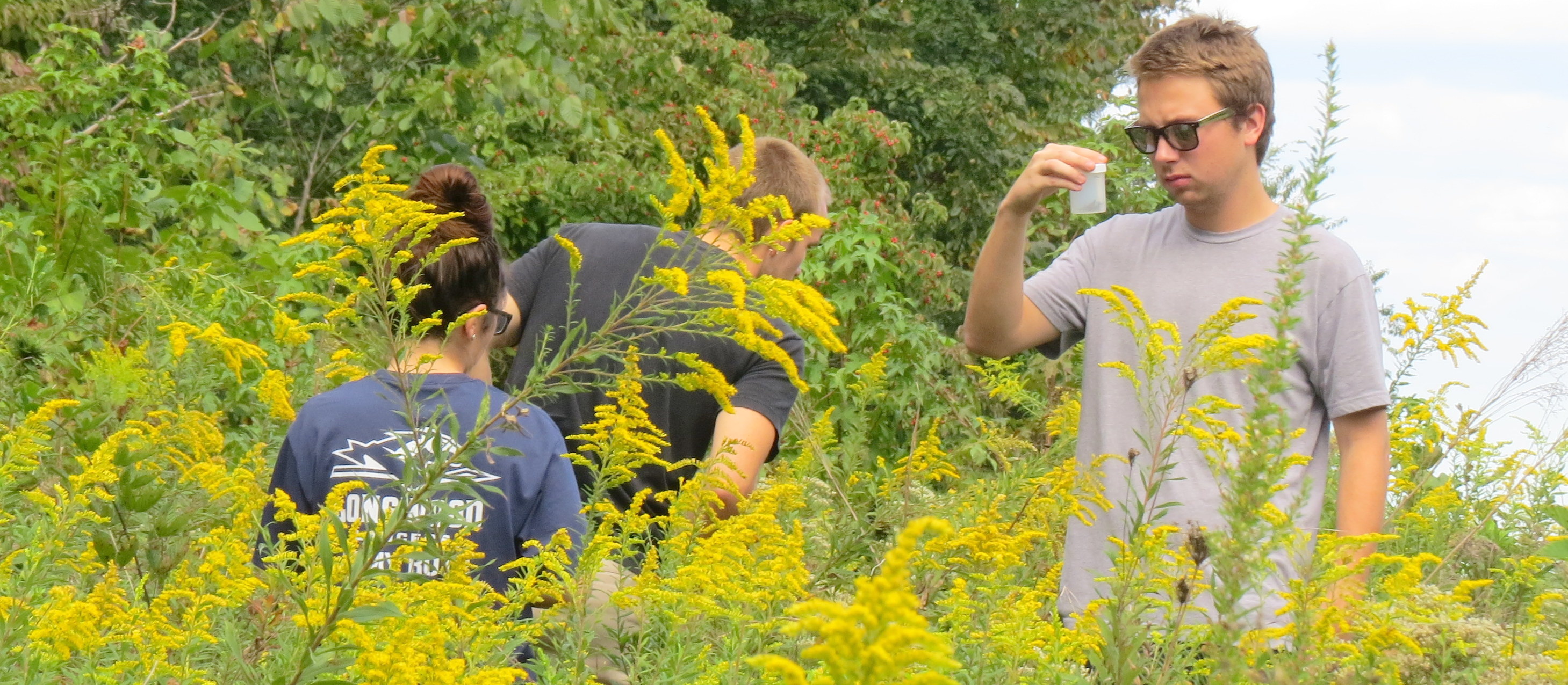 Ecology students collecting soldier beetles to study sexual selection