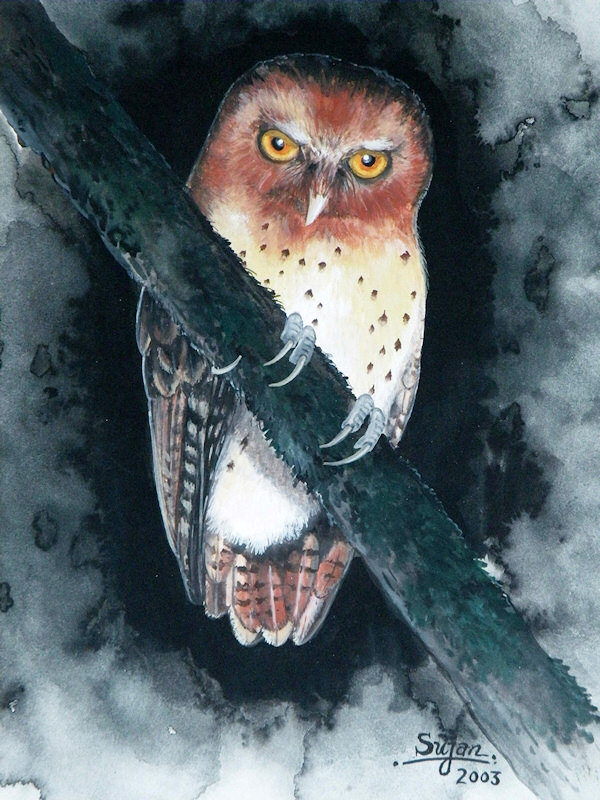 owl pic1