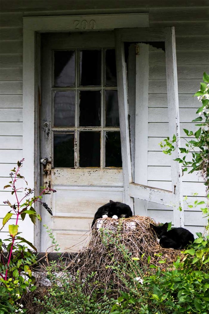 sarah_charlton_04_weathered-entry-with-cats