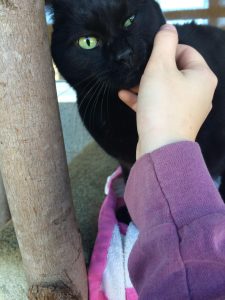 SPCA cat