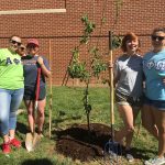 tree planting