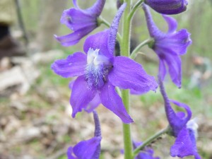 Delphinium tricorne Michx