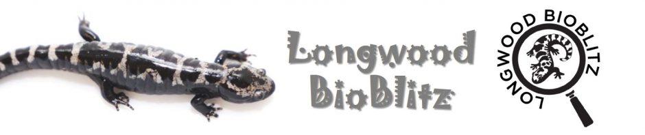 Longwood Bioblitz @ Lancer Park