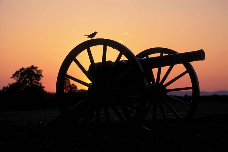 Civil War Cannon with Bird