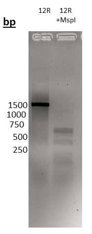 12R Gel Edit