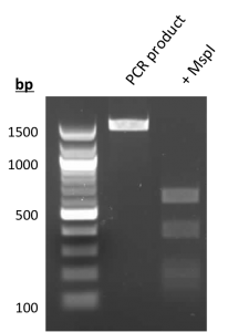 Bacillus marisflavi colony 16-1