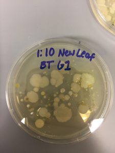 Bacillus aerius strain 24K N-1 | BIOL250: Microbial diversity in Prince