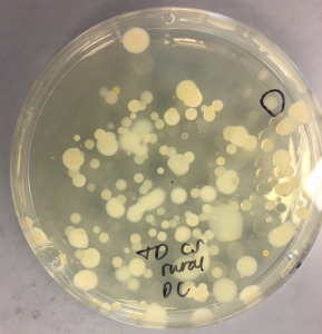 bacillus_14r_colony