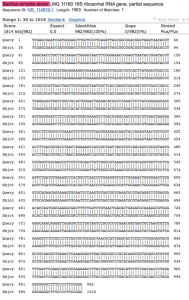 Bacillus simplex BLAST