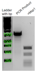 Colony 9B Gel Site B