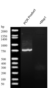 HMX1 Gel