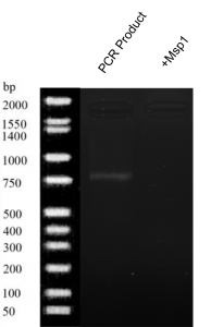 HMX3 Gel