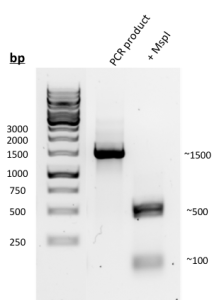 PCR Amp