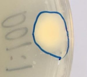 Stenostromonas rhizophila S11