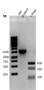 Stenostromonas rhizophila S11 ladder