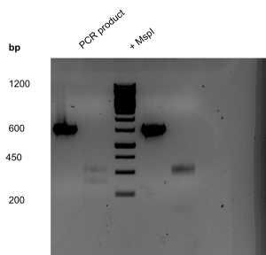 pcr and mspi