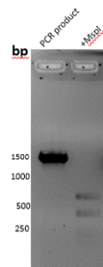 pcr flowing