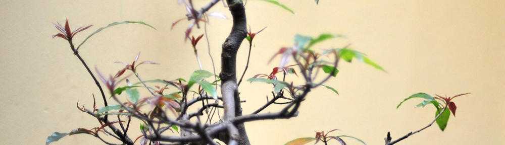 Sydney Harrell's E-portfolio