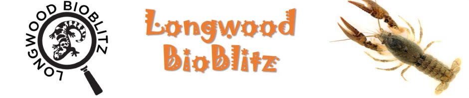 Longwood Bioblitz @ Lancer Park