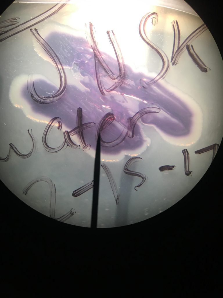 Janthinobacterium lividum | BIOL250: Microbial diversity in Prince ...