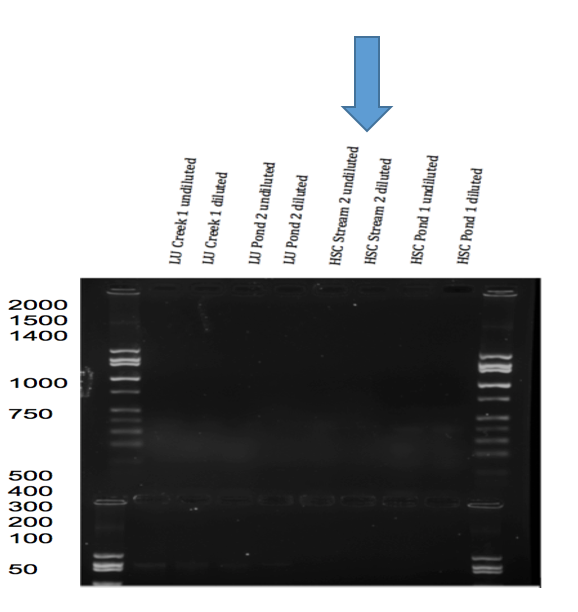 snapgene viewer restriction enzyme digest snapgene viewer restriction enzyme digest